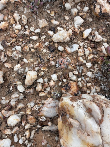 Conophytum uviforme (Conophytum uviforme)