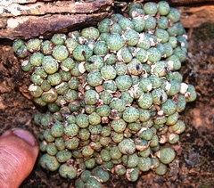 Conophytum uviforme (Conophytum uviforme)