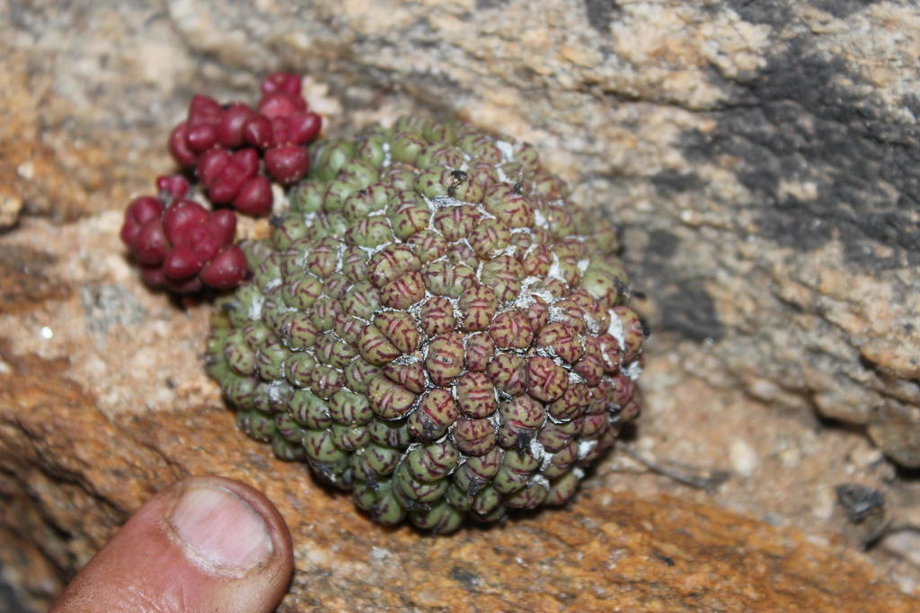 Conophytum uviforme (Conophytum uviforme)