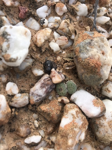 Conophytum uviforme (Conophytum uviforme)