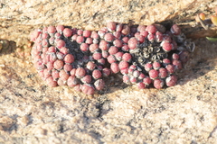 Conophytum uviforme (Conophytum uviforme)