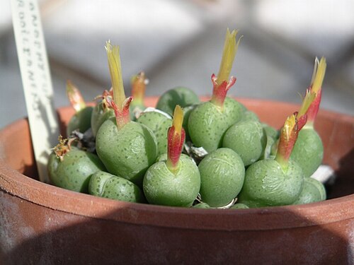 Conophytum uviforme: Personnal collection