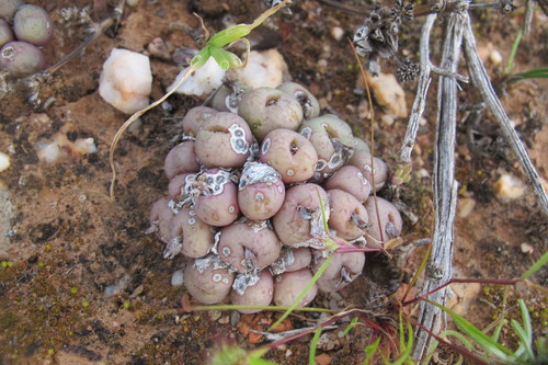 Conophytum uviforme (Conophytum uviforme)
