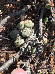 Conophytum uviforme (Conophytum uviforme)