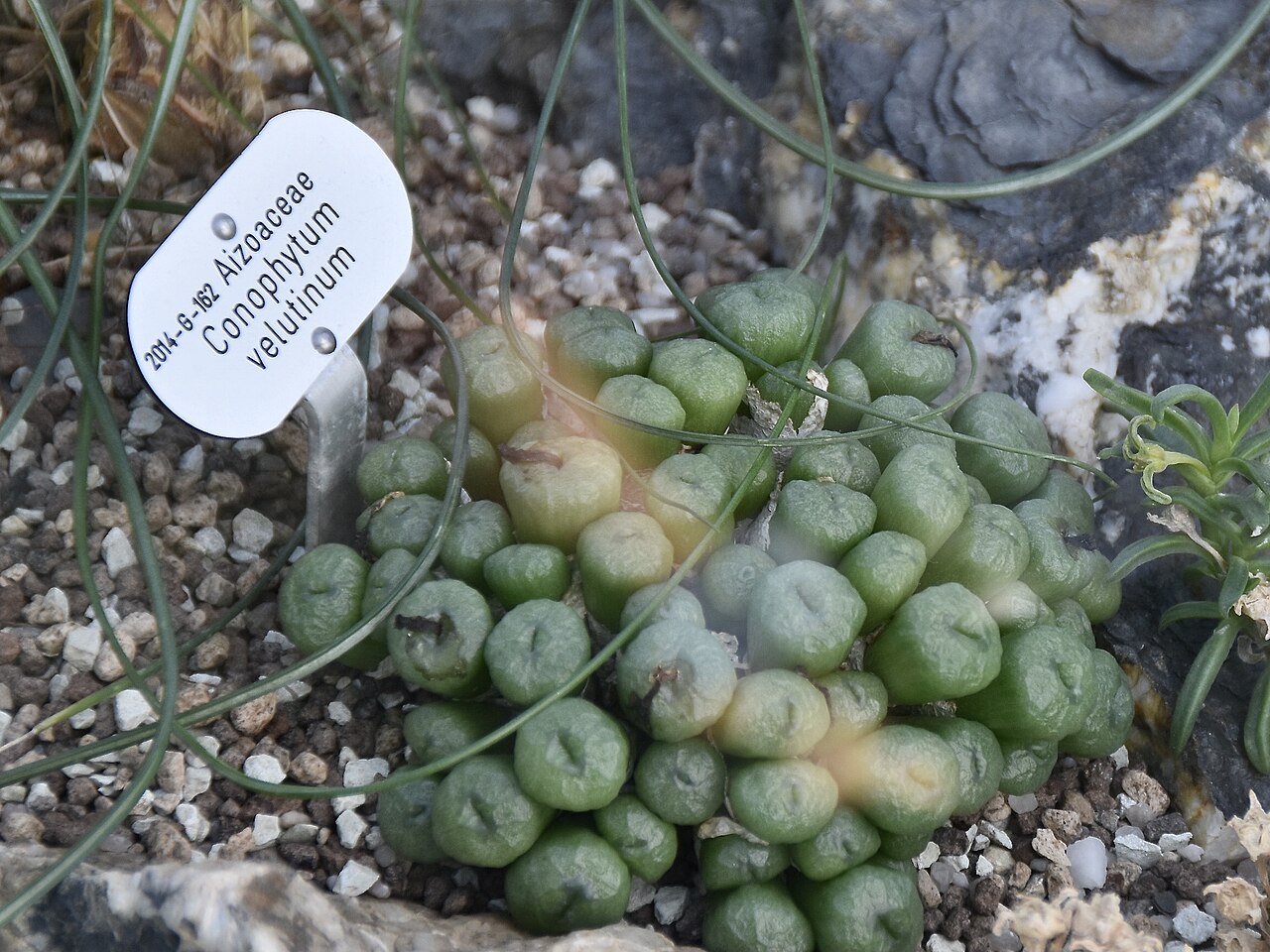 Conophytum velutinum: Conophytum velutinum. Berggarten Hannover.