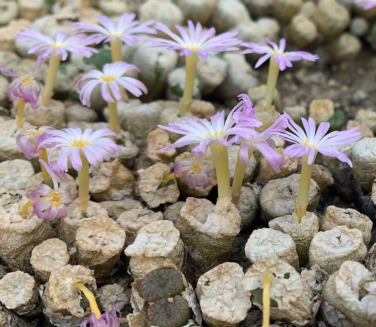 Conophytum velutinum: Conophytum velutinum bei Kakteen Matk in Berlin