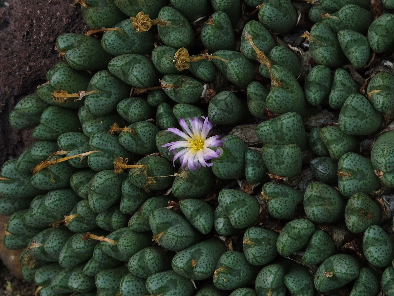 Conophytum violaciflorum: Conophytum violaciflorum "Jardin Botanico" de Madrid. Plantas están formadas por pequeños cuerpos carnosos que forman grupos compactos, florecen en otoño