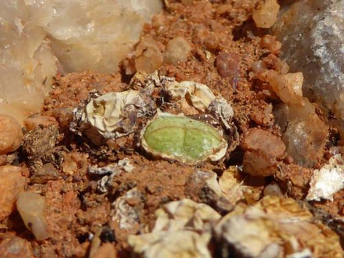 Conophytum violaciflorum (Conophytum violaciflorum)