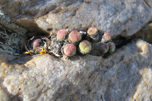 Conophytum violaciflorum (Conophytum violaciflorum)
