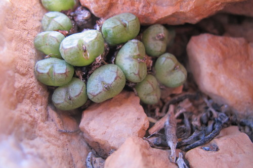 Conophytum violaciflorum (Conophytum violaciflorum)