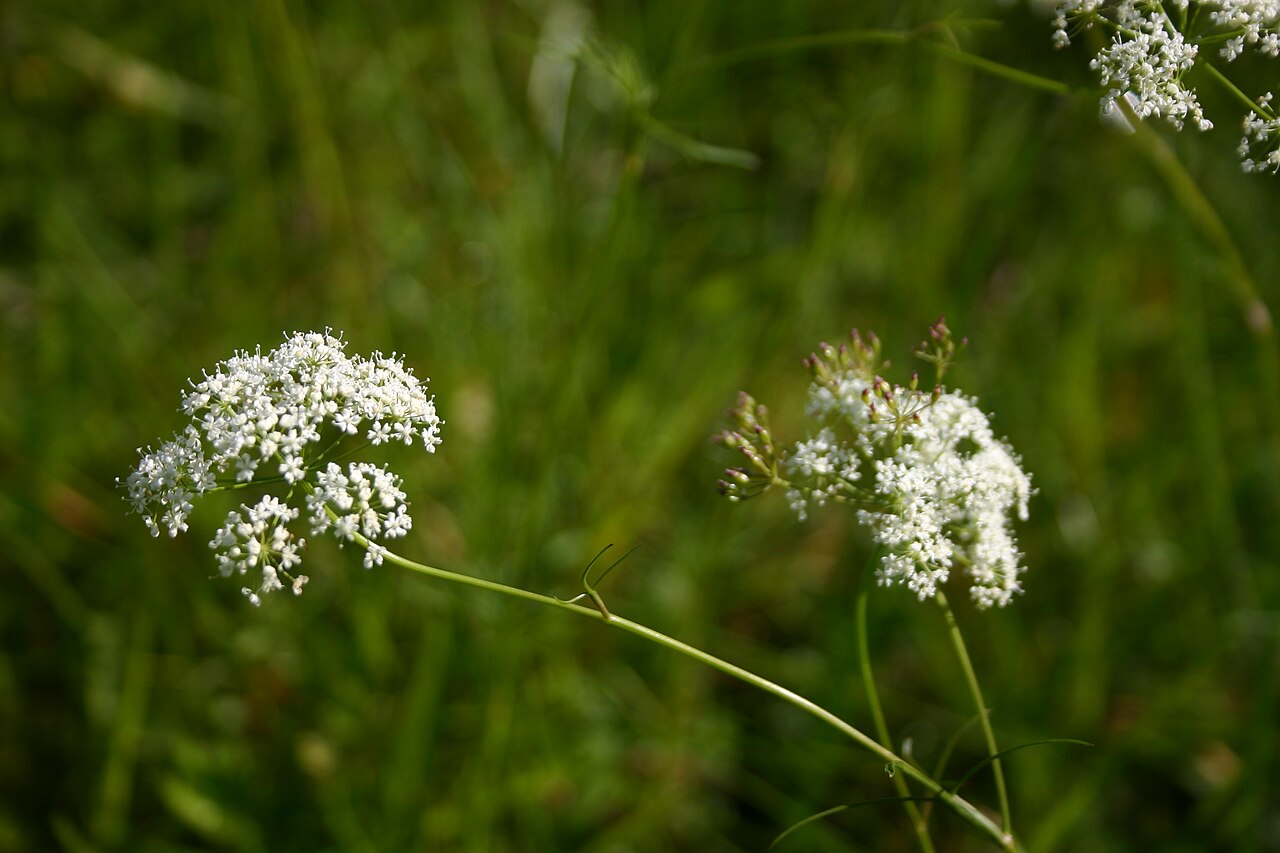 Pignut: Conopodium majus at island Aukra, NW Norway