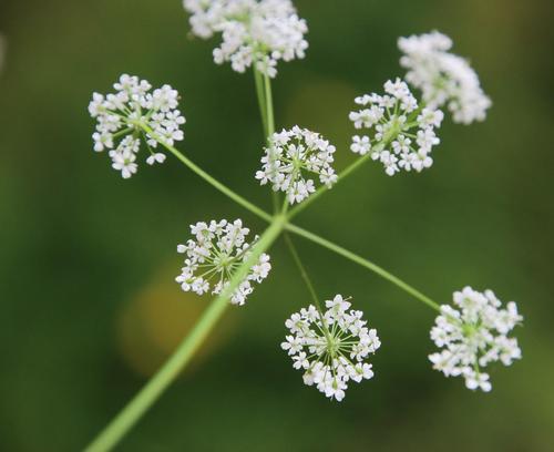 Pignut (Conopodium majus)
