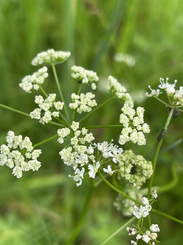 Pignut (Conopodium majus)