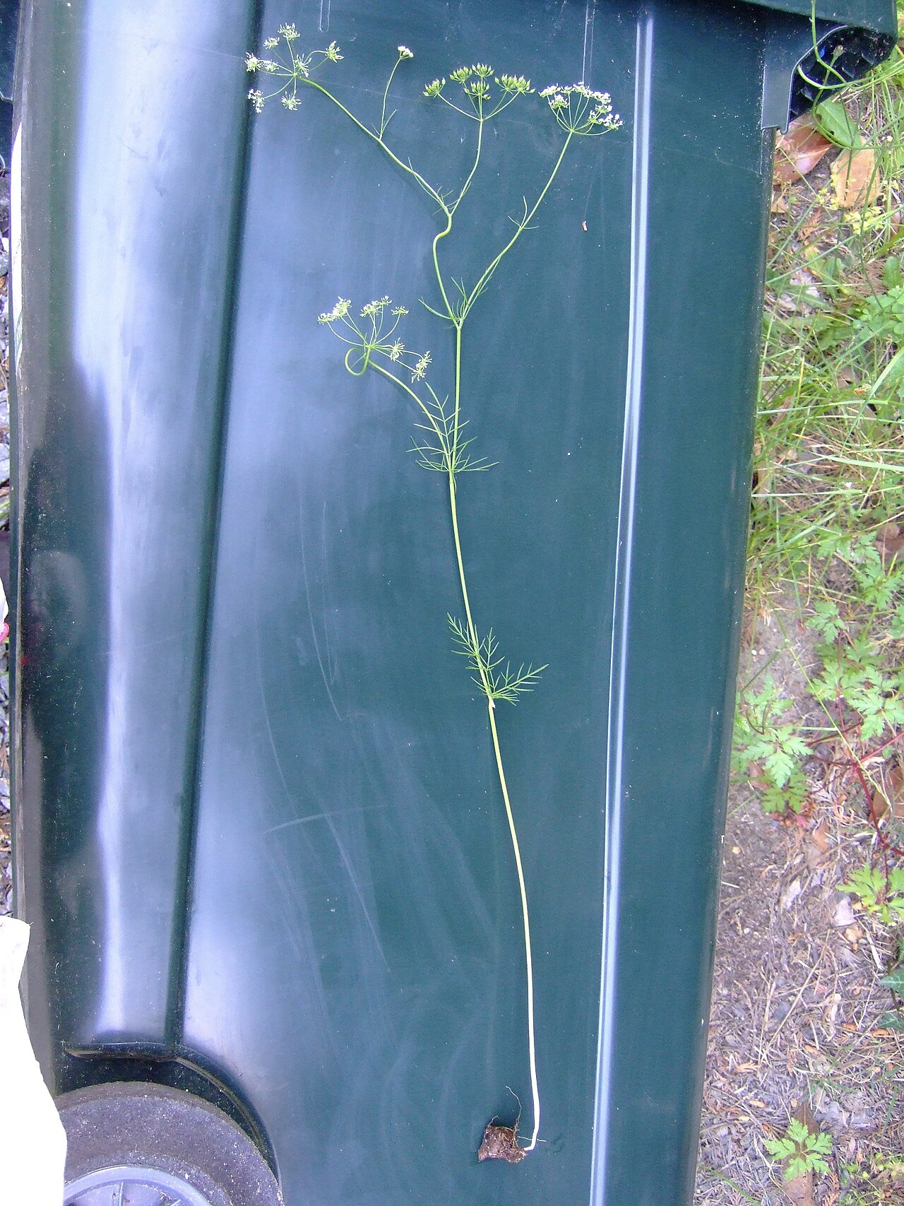Pignut: Conopodium majus