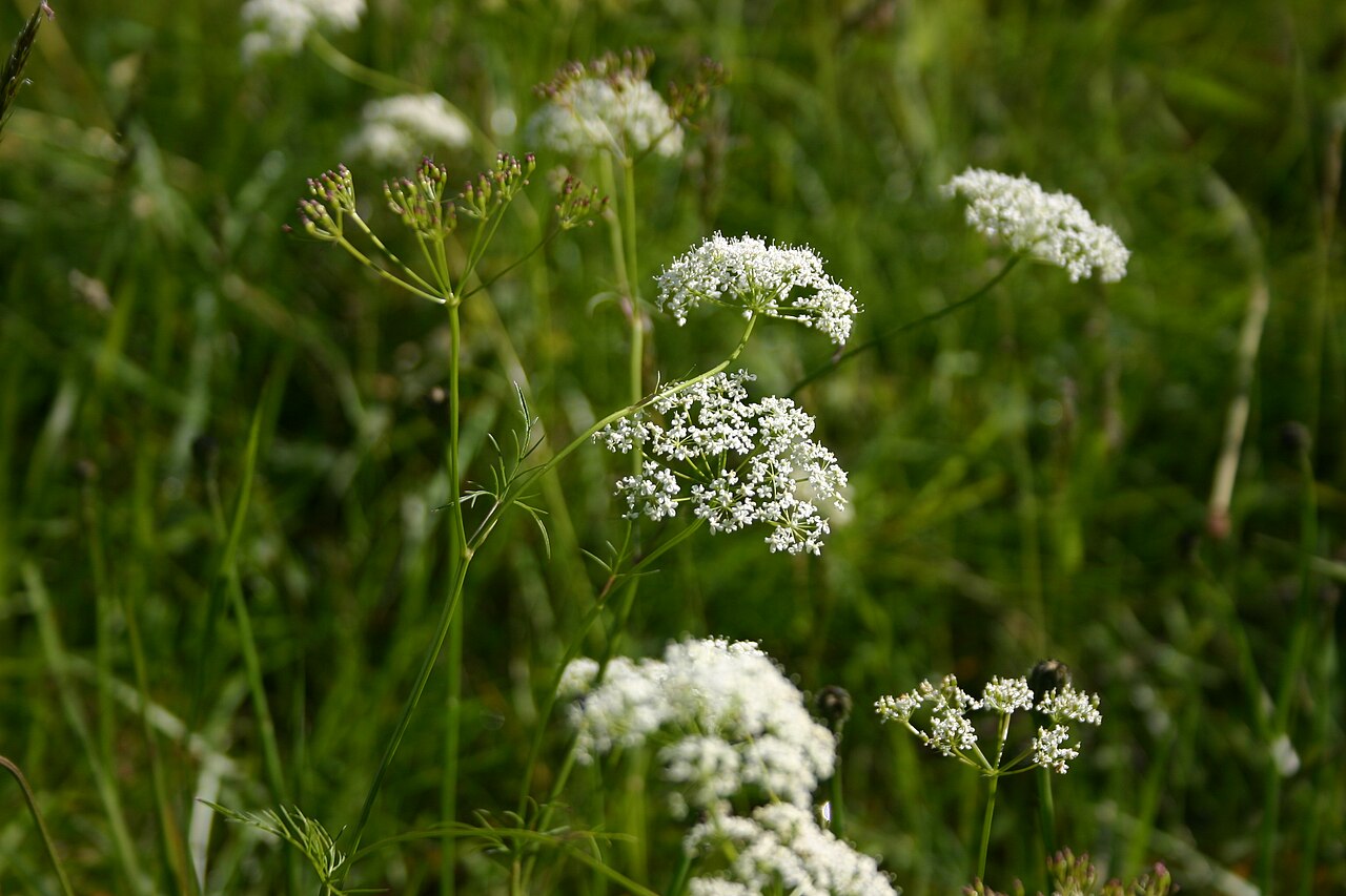 Pignut: Conopodium majus at island Aukra, NW Norway