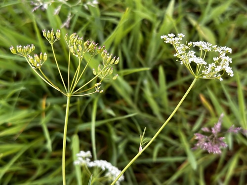 Pignut (Conopodium majus)