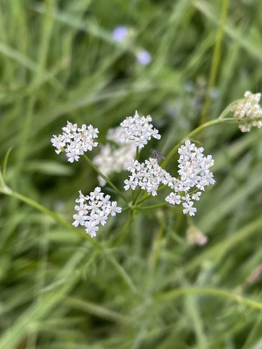 Pignut (Conopodium majus)