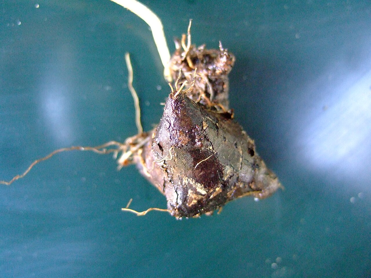 Pignut: Conopodium majus