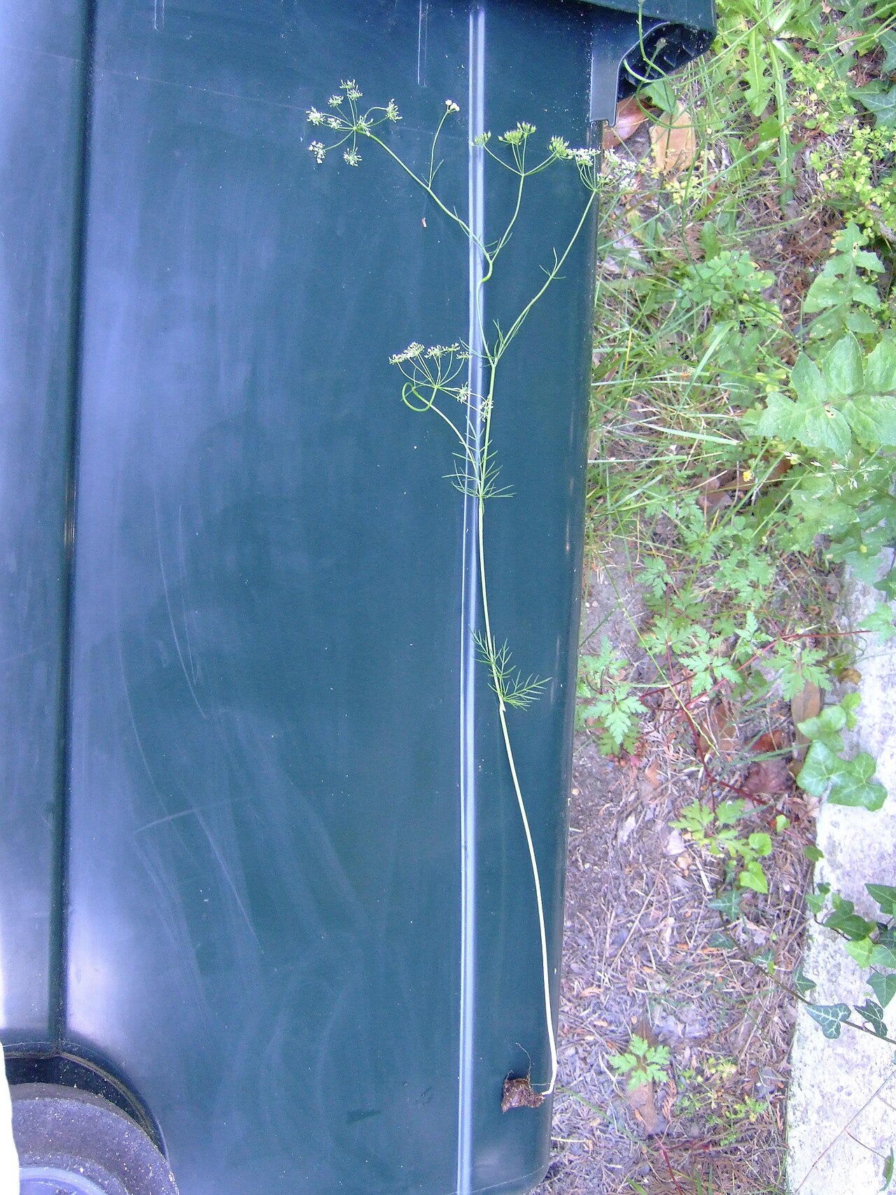Pignut: Conopodium majus