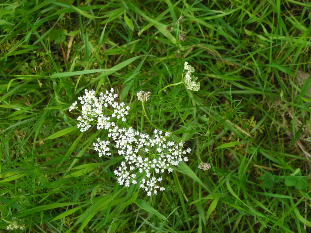 Pignut (Conopodium majus)