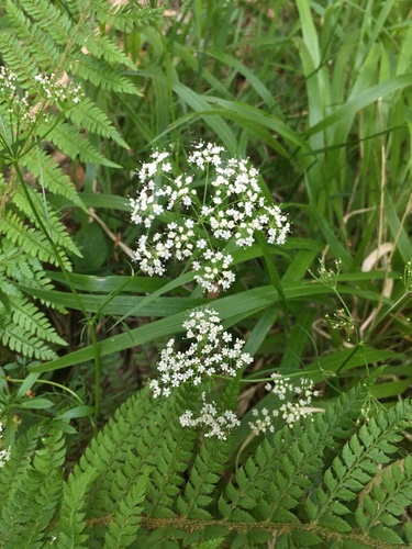 Pignut (Conopodium majus)