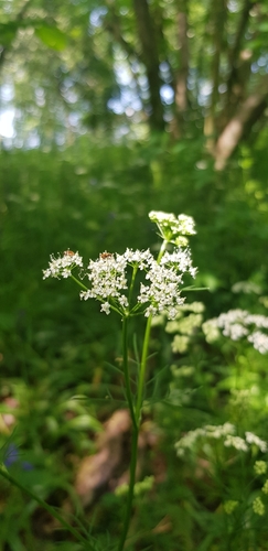 Pignut (Conopodium majus)