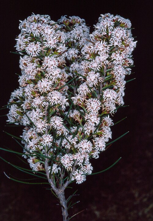 Conospermum acerosum: Conospermum acerosum in the Kings Park Wildflower Show, Perth. Western Australia