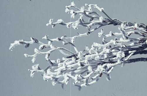 Conospermum bracteosum: Conospermum bracteosum