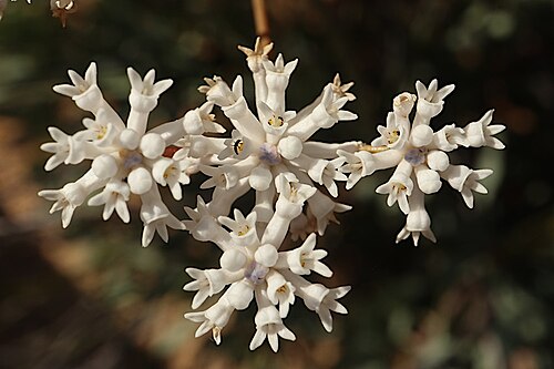 Blue-eyed smokebush: Conospermum brownii near the Lake King - Norseman Road, about 600 m east of Varley Rd, Lake King, Western Australia