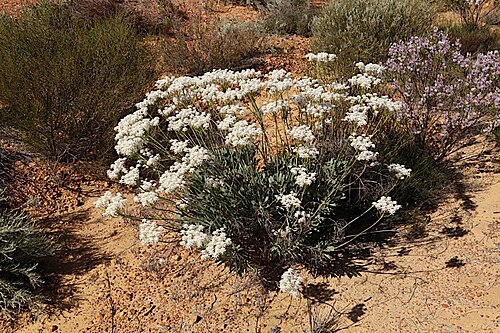 Blue-eyed smokebush: Conospermum brownii near the Lake King - Norseman Road, about 600 m east of Varley Rd, Lake King, Western Australia