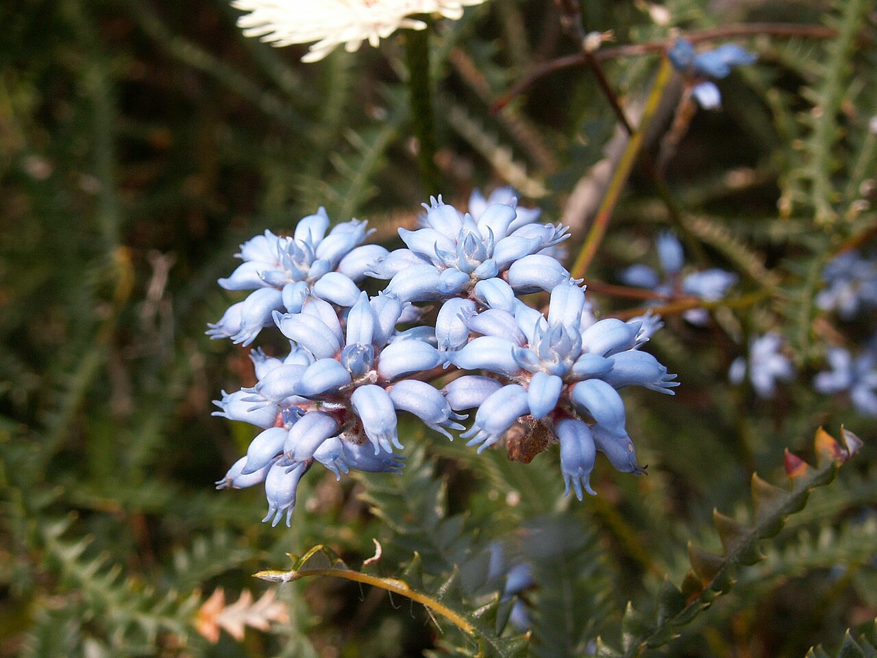 Conospermum caeruleum: Near Albany, Western Australia