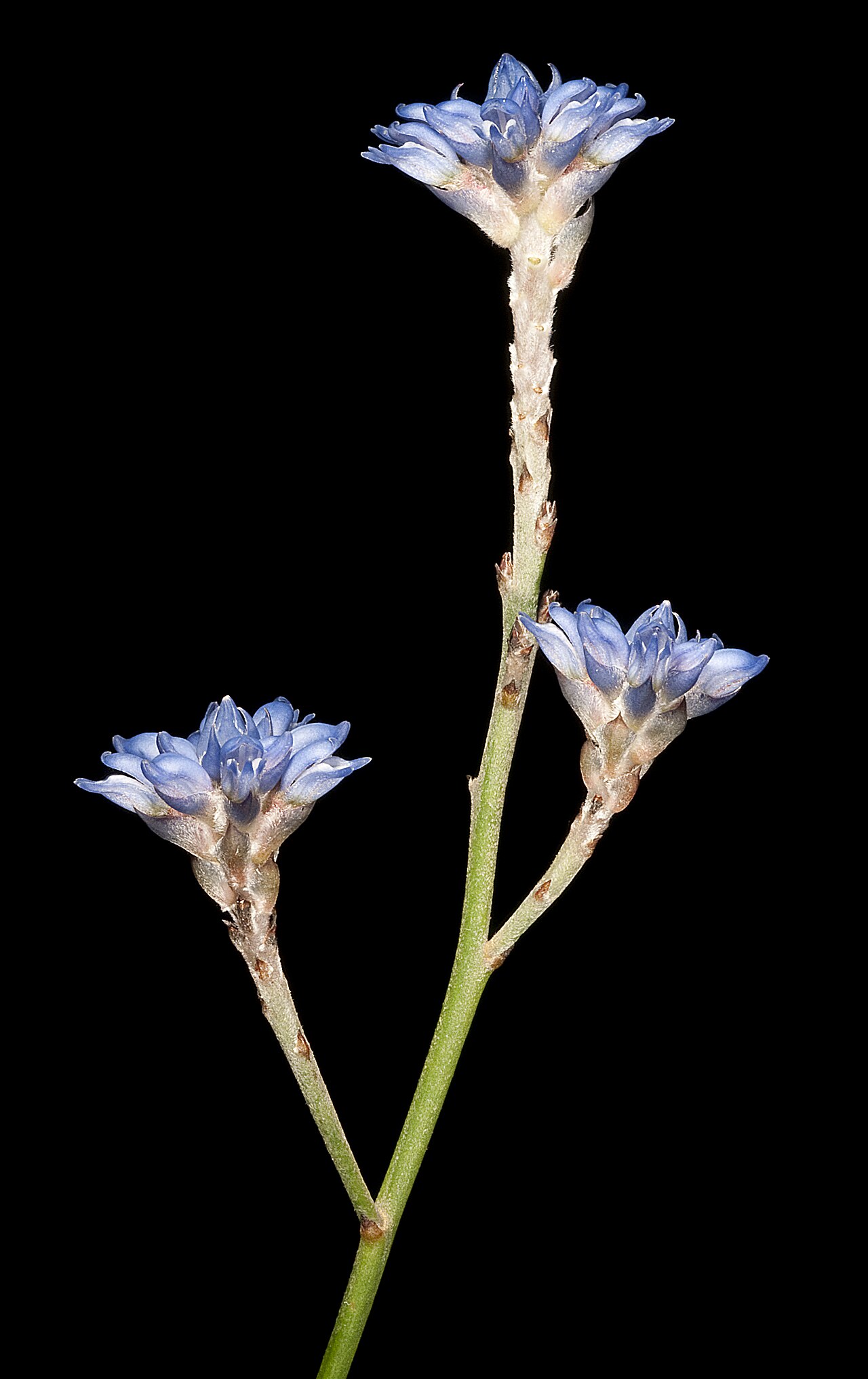 Conospermum caeruleum: KRT4176