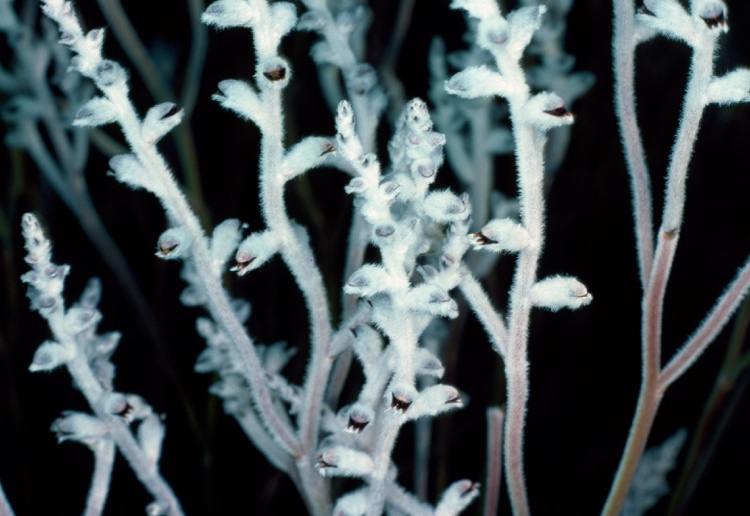 Conospermum canaliculatum: Conospermum canaliculatum 10 km SE of Badgingarra, Western Australia