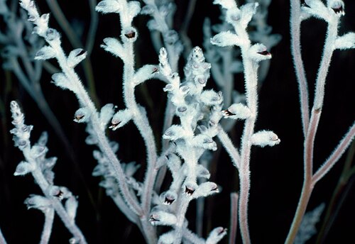 Conospermum canaliculatum: Conospermum canaliculatum 10 km SE of Badgingarra, Western Australia