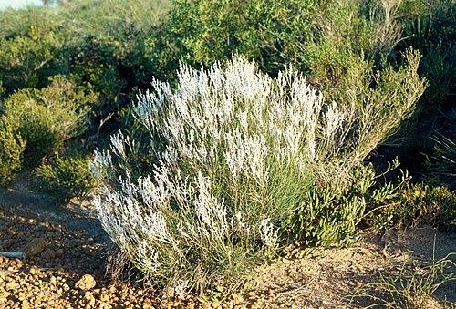 Conospermum canaliculatum: Conospermum canaliculatum 10 km SE of Badgingarra, Western Australia