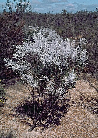 Conospermum cinereum: Conospermum cinereum in the Alex Morrison National Park, Western Australia