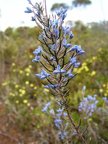 Conospermum coerulescens (Conospermum coerulescens)