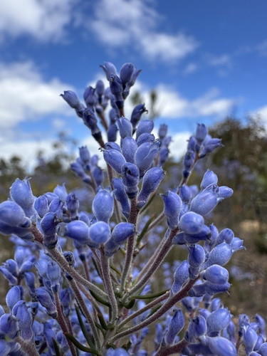 Conospermum coerulescens (Conospermum coerulescens)