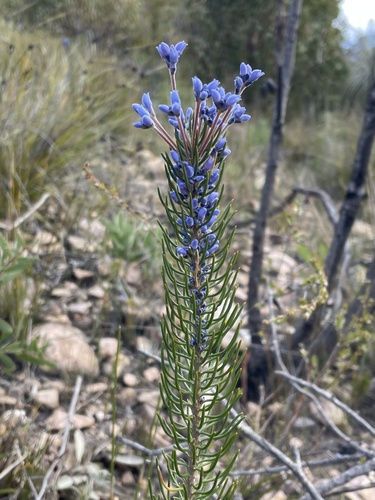 Conospermum coerulescens (Conospermum coerulescens)