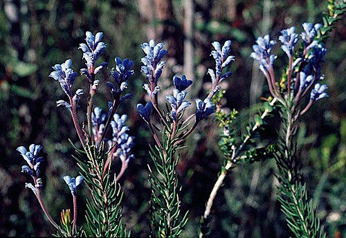 Conospermum coerulescens: Conospermum coerulescens subsp. dorrienii in the Stirling Range National Park