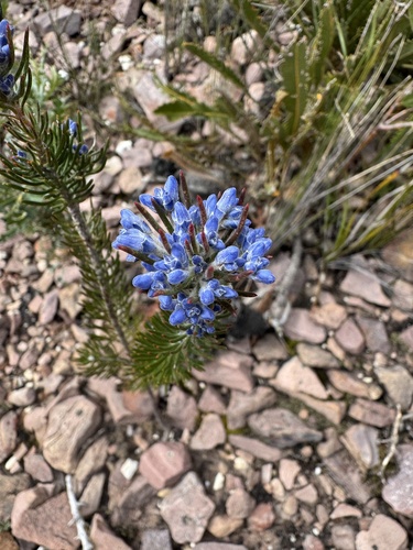 Conospermum coerulescens (Conospermum coerulescens)