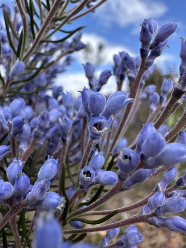Conospermum coerulescens (Conospermum coerulescens)