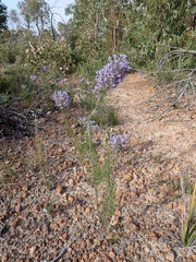 Conospermum coerulescens (Conospermum coerulescens)