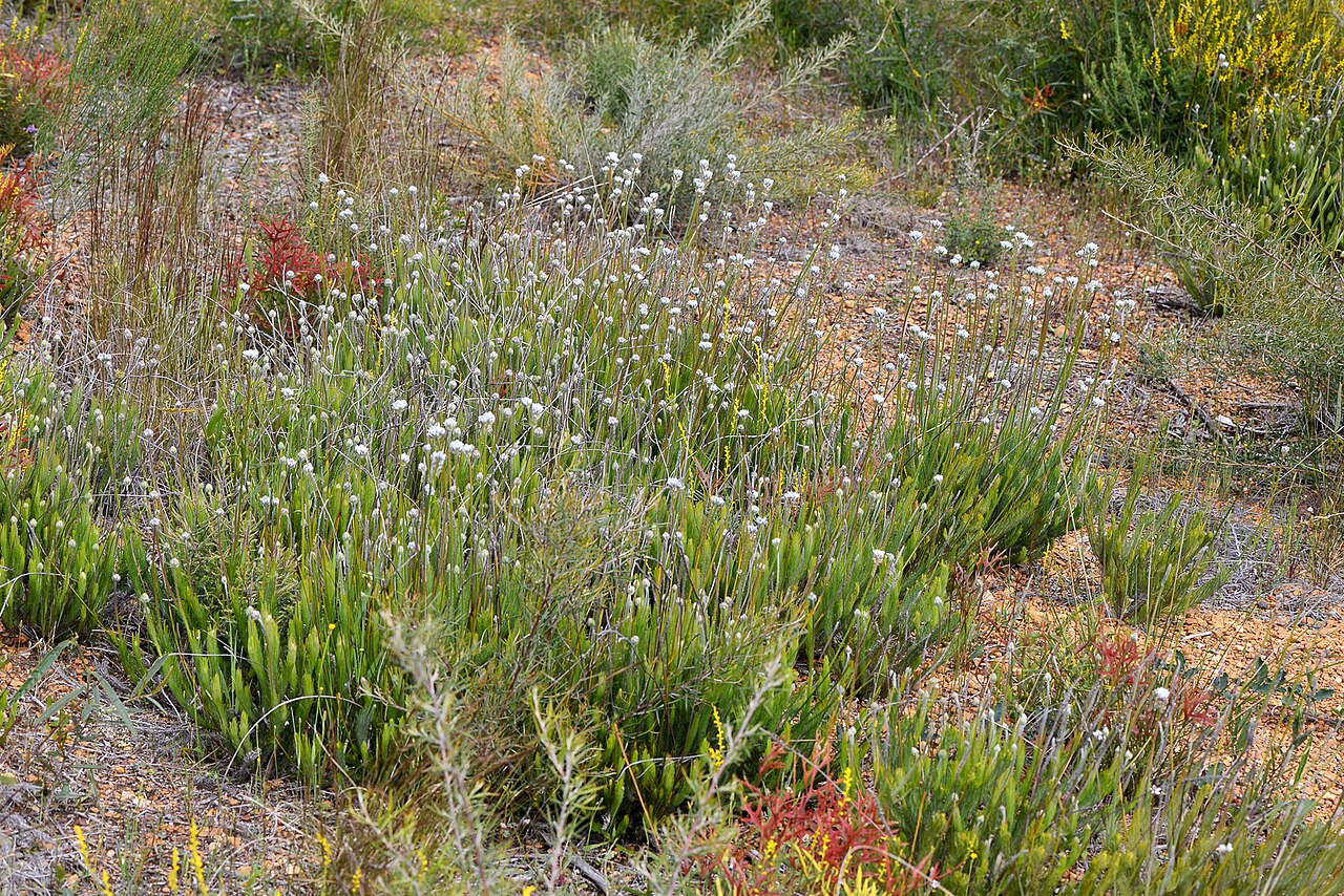 Conospermum densiflorum: Threatened plant growing in a small area.