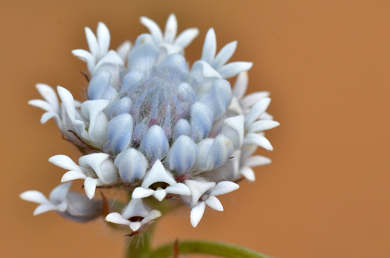 Conospermum densiflorum: Threatened plant growing in a small area. Explored 14 July 2019 #144