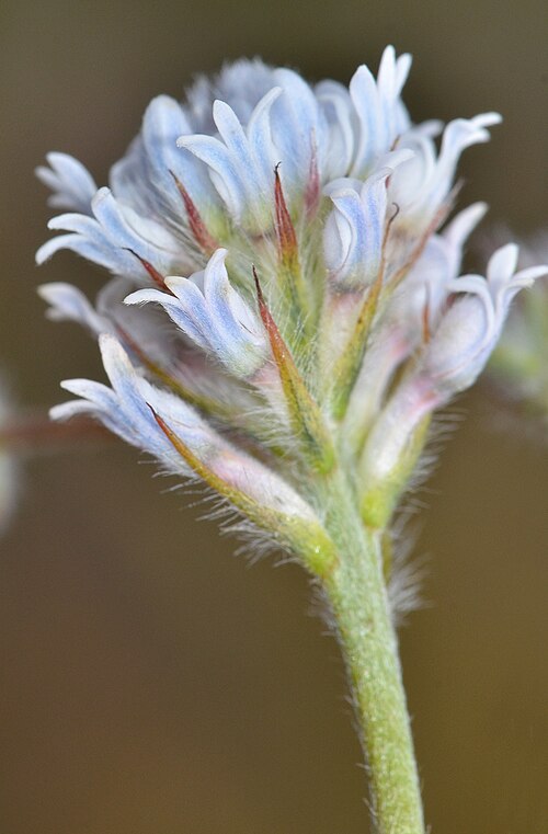 Conospermum densiflorum: Threatened plant growing in a small area.