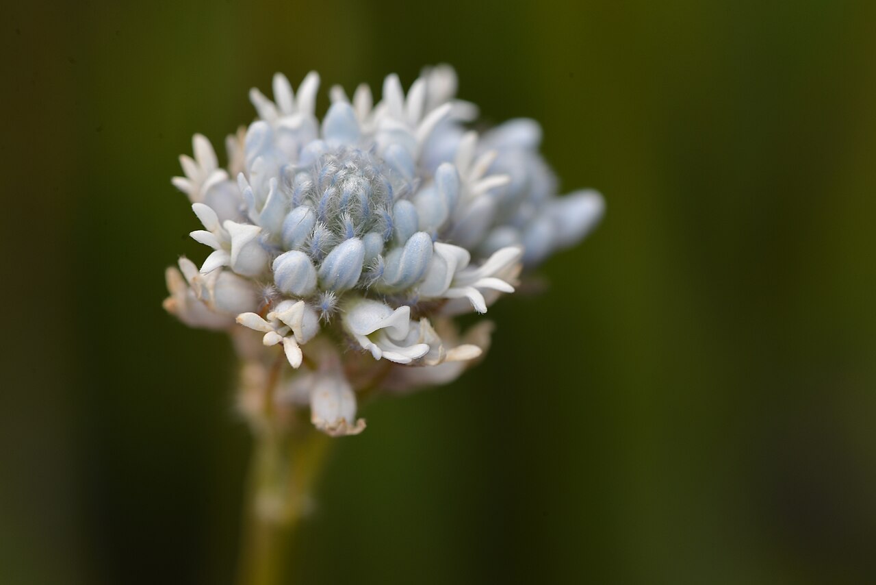 Conospermum densiflorum: Threatened plant growing in a small area.