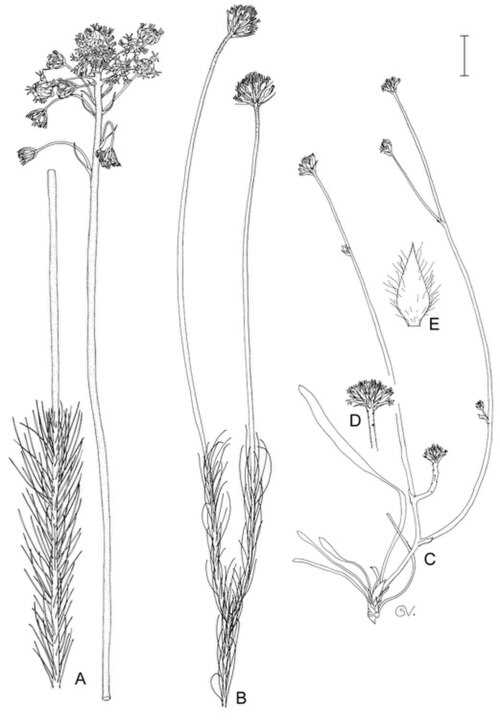 Conospermum densiflorum: Subspecies of Conospermum densiflorum
