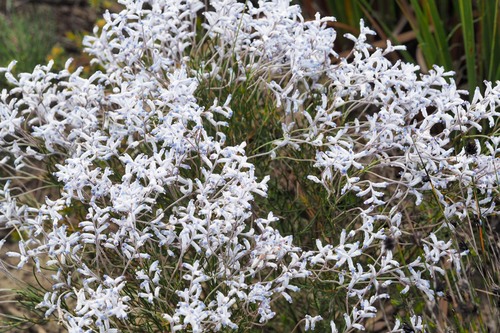 Conospermum distichum (Conospermum distichum)