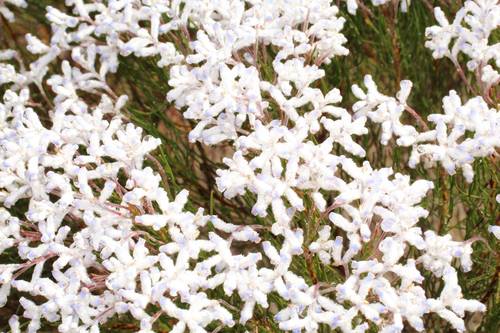 Conospermum distichum (Conospermum distichum)